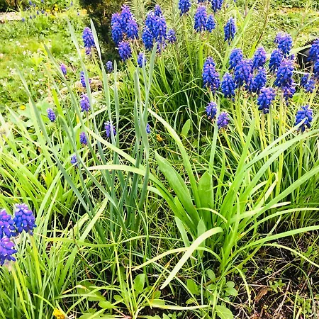 Feldmann Freckenfeld