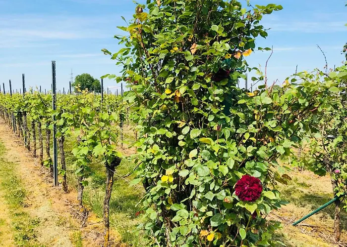 Apartamento Feldmann